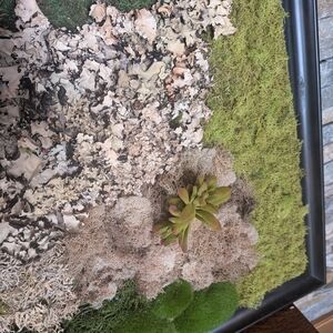 Framed Moss and Succulent Wall Art
